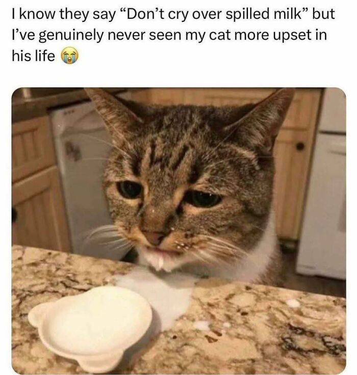 80 Adorable Animal Memes That Should Bring Some Sunshine To Your Day (New Pics)