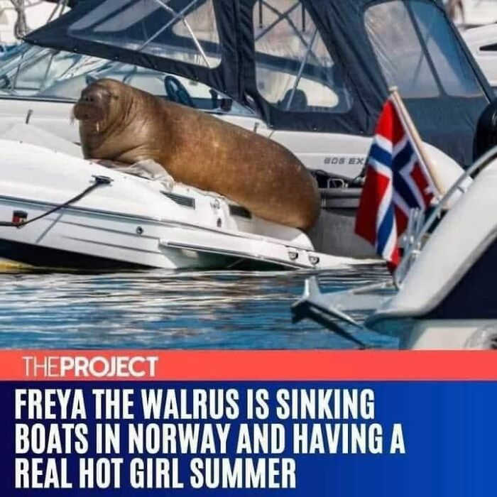 80 Adorable Animal Memes That Should Bring Some Sunshine To Your Day (New Pics)