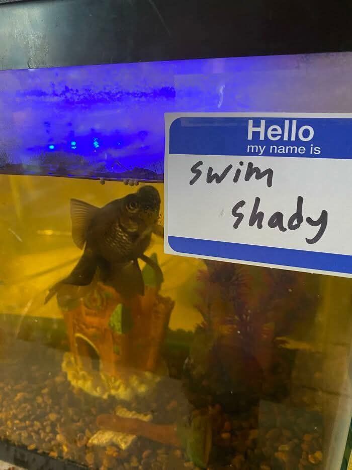 80 Adorable Animal Memes That Should Bring Some Sunshine To Your Day (New Pics)