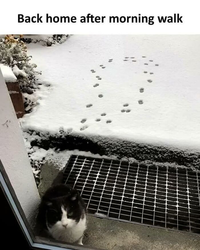 80 Adorable Animal Memes That Should Bring Some Sunshine To Your Day (New Pics)