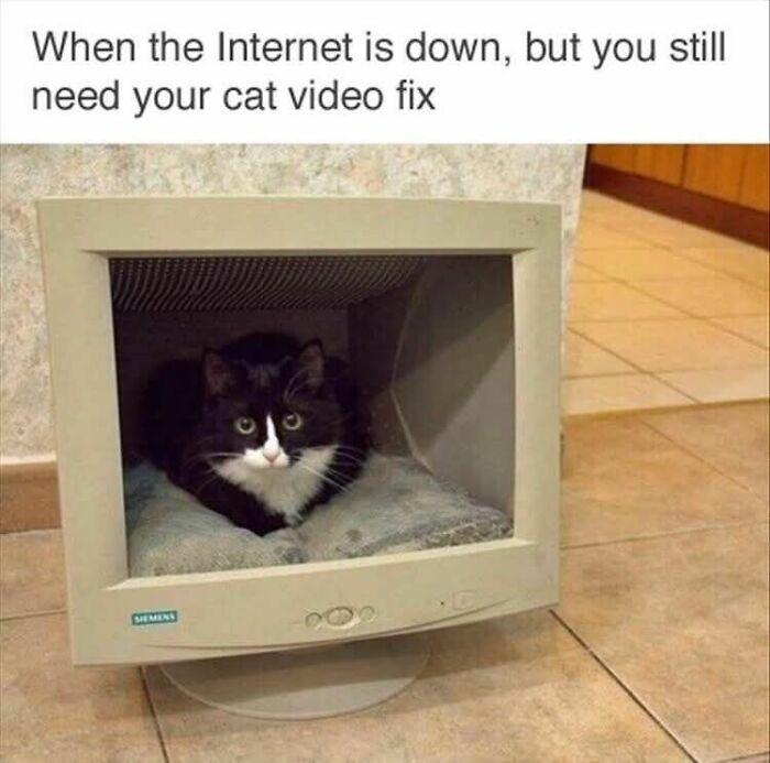 80 Adorable Animal Memes That Should Bring Some Sunshine To Your Day (New Pics)