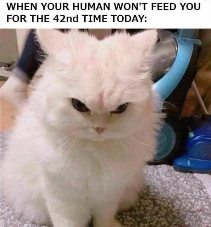 80 Adorable Animal Memes That Should Bring Some Sunshine To Your Day (New Pics)