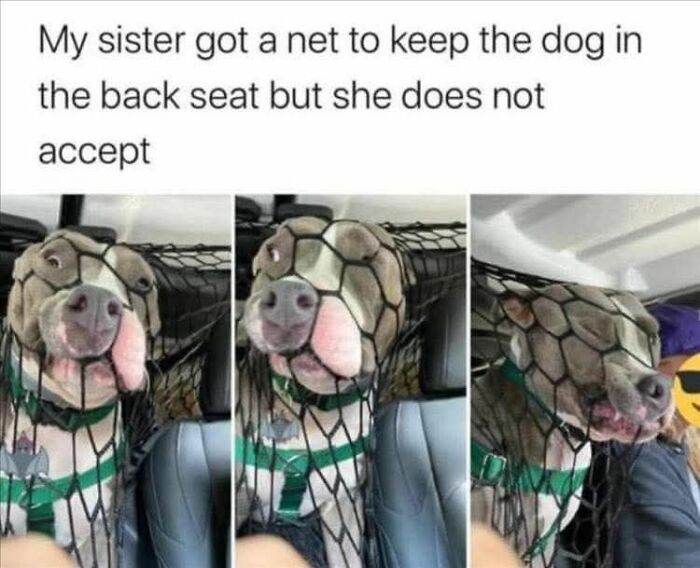 80 Adorable Animal Memes That Should Bring Some Sunshine To Your Day (New Pics)