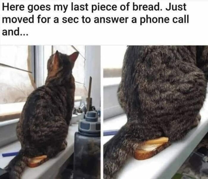 80 Adorable Animal Memes That Should Bring Some Sunshine To Your Day (New Pics)