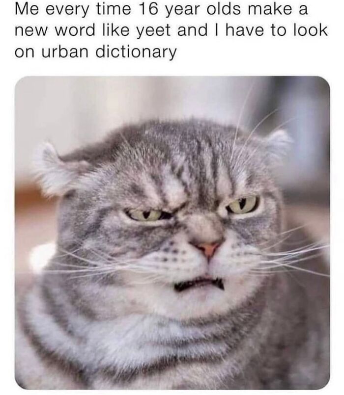 80 Adorable Animal Memes That Should Bring Some Sunshine To Your Day (New Pics)