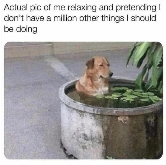80 Adorable Animal Memes That Should Bring Some Sunshine To Your Day (New Pics)