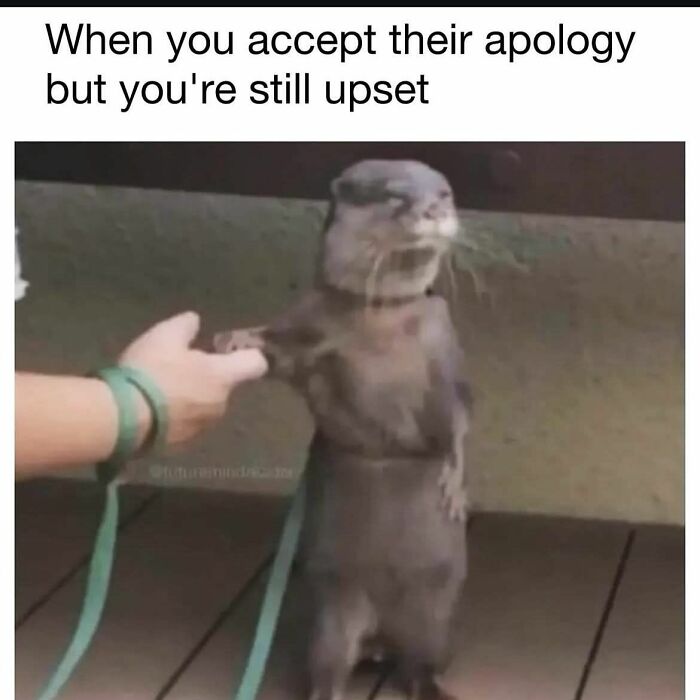 80 Adorable Animal Memes That Should Bring Some Sunshine To Your Day (New Pics)