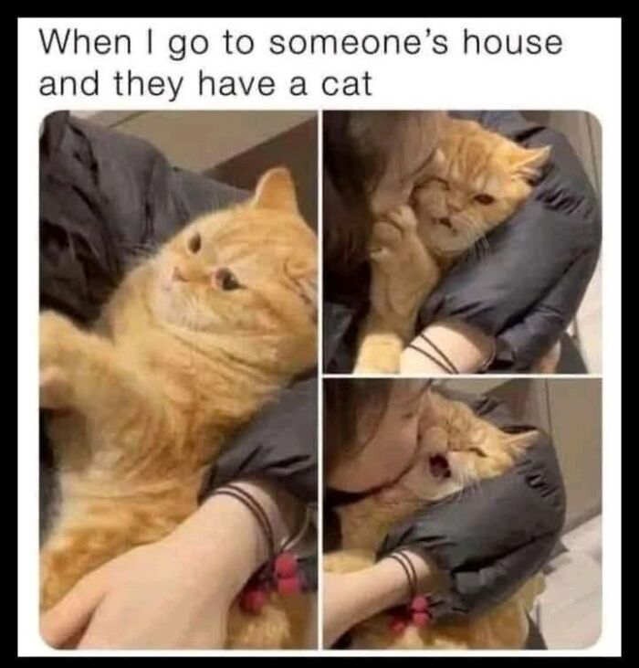80 Adorable Animal Memes That Should Bring Some Sunshine To Your Day (New Pics)