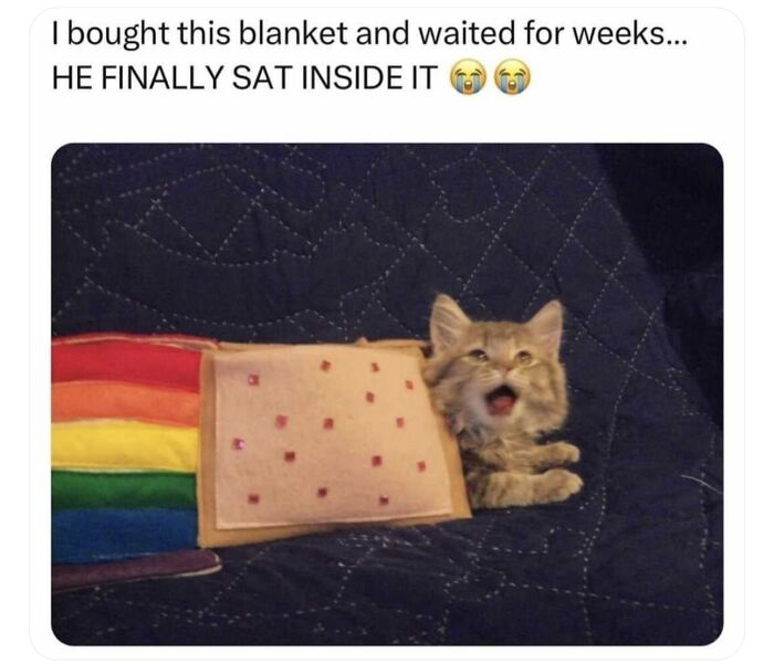 80 Adorable Animal Memes That Should Bring Some Sunshine To Your Day (New Pics)