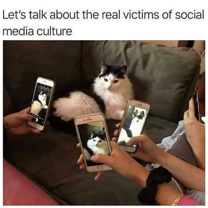 80 Adorable Animal Memes That Should Bring Some Sunshine To Your Day (New Pics)