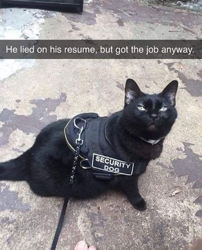 80 Adorable Animal Memes That Should Bring Some Sunshine To Your Day (New Pics)