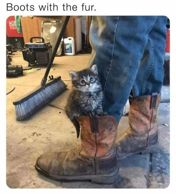 80 Adorable Animal Memes That Should Bring Some Sunshine To Your Day (New Pics)
