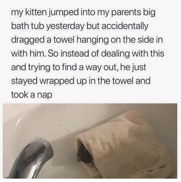 80 Adorable Animal Memes That Should Bring Some Sunshine To Your Day (New Pics)