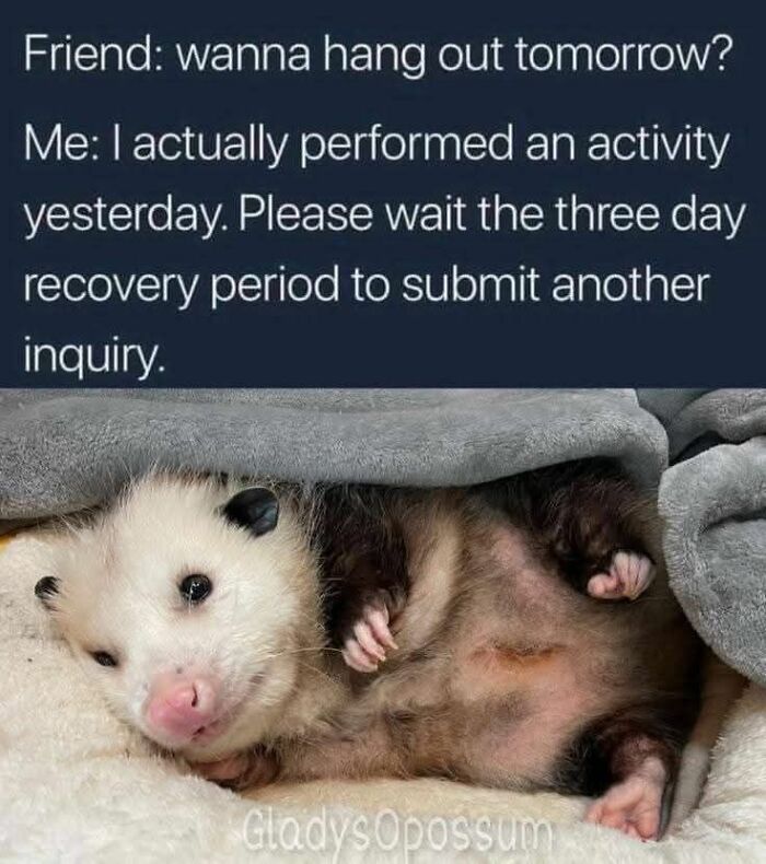 80 Adorable Animal Memes That Should Bring Some Sunshine To Your Day (New Pics)
