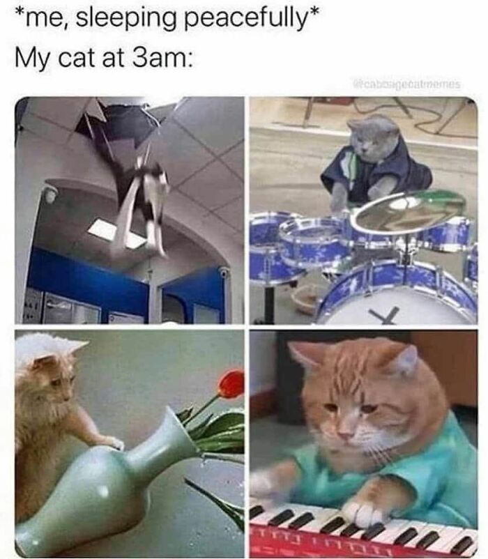 80 Adorable Animal Memes That Should Bring Some Sunshine To Your Day (New Pics)