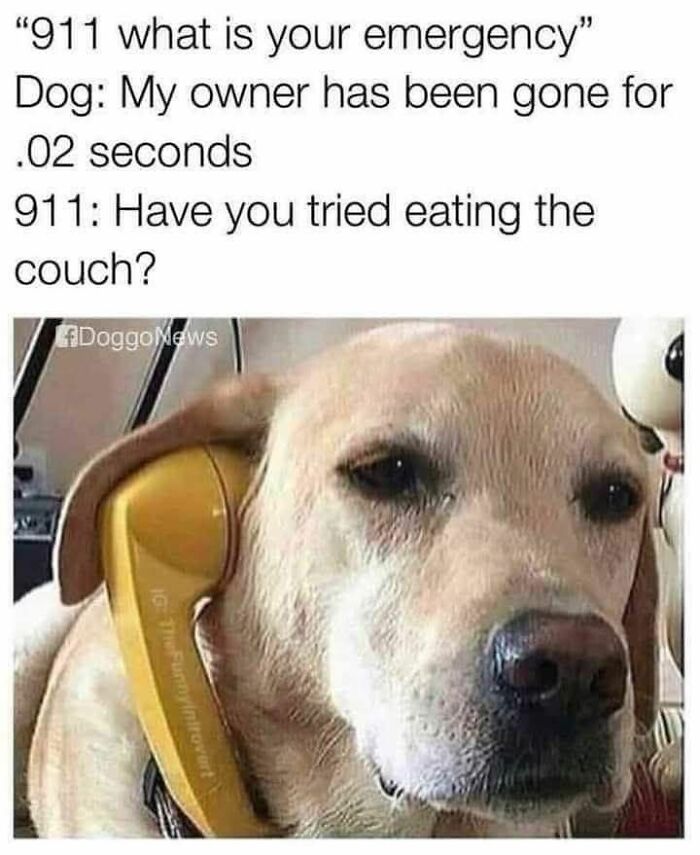 80 Adorable Animal Memes That Should Bring Some Sunshine To Your Day (New Pics)