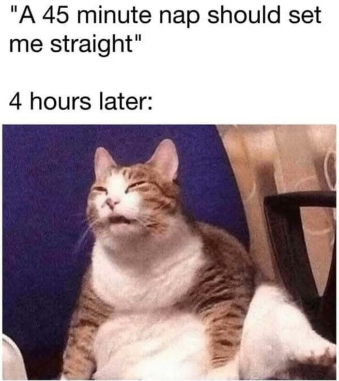 80 Adorable Animal Memes That Should Bring Some Sunshine To Your Day (New Pics)