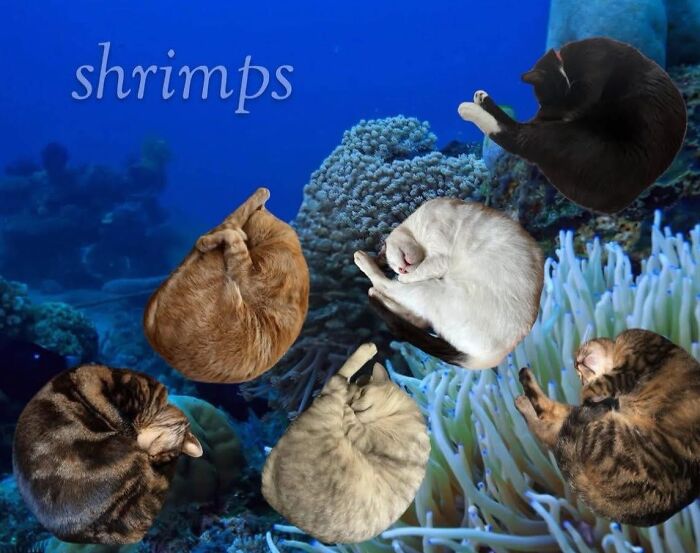 80 Adorable Animal Memes That Should Bring Some Sunshine To Your Day (New Pics)