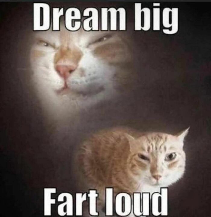 80 Adorable Animal Memes That Should Bring Some Sunshine To Your Day (New Pics)