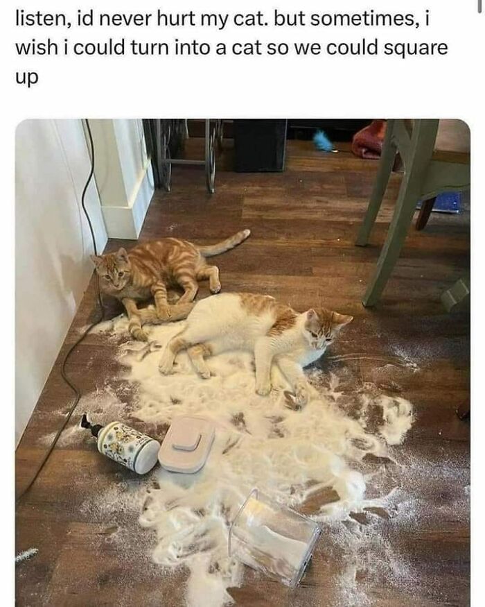 80 Adorable Animal Memes That Should Bring Some Sunshine To Your Day (New Pics)