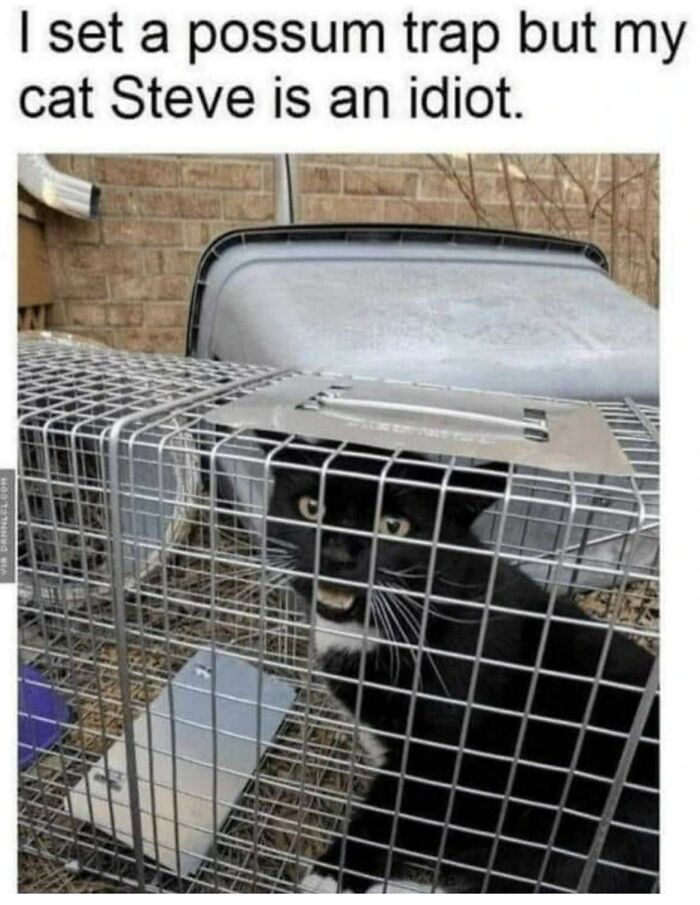 80 Adorable Animal Memes That Should Bring Some Sunshine To Your Day (New Pics)