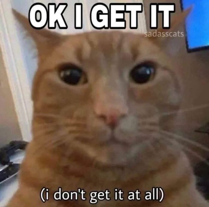 80 Adorable Animal Memes That Should Bring Some Sunshine To Your Day (New Pics)
