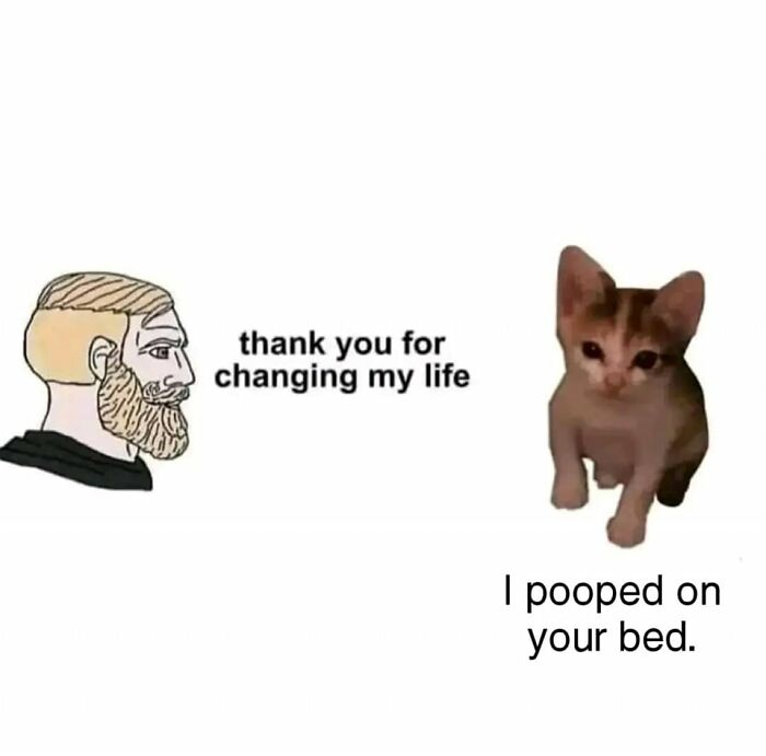 80 Adorable Animal Memes That Should Bring Some Sunshine To Your Day (New Pics)