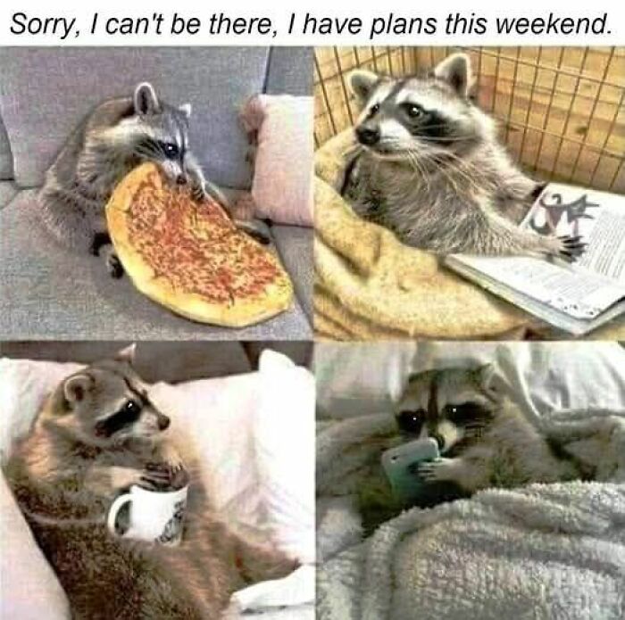 80 Adorable Animal Memes That Should Bring Some Sunshine To Your Day (New Pics)