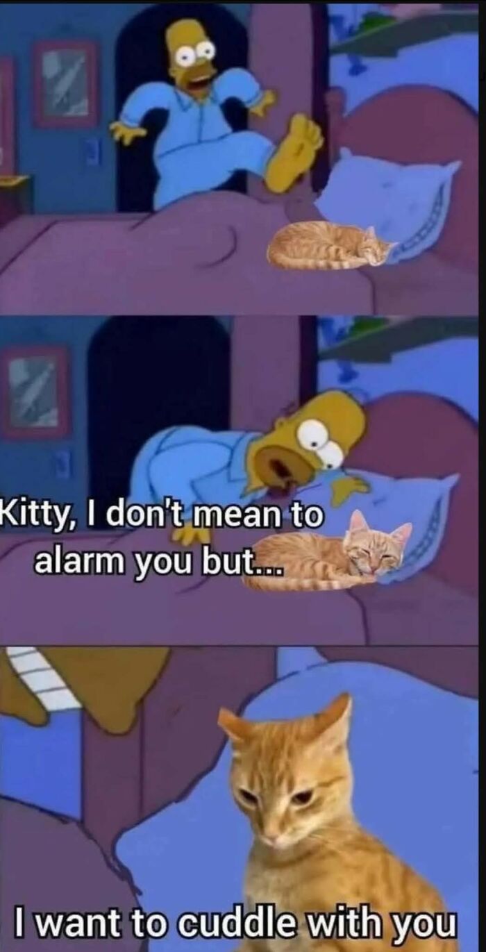 80 Adorable Animal Memes That Should Bring Some Sunshine To Your Day (New Pics)