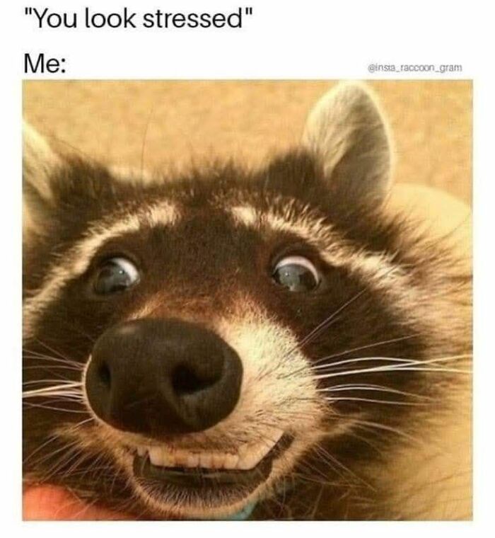 80 Adorable Animal Memes That Should Bring Some Sunshine To Your Day (New Pics)