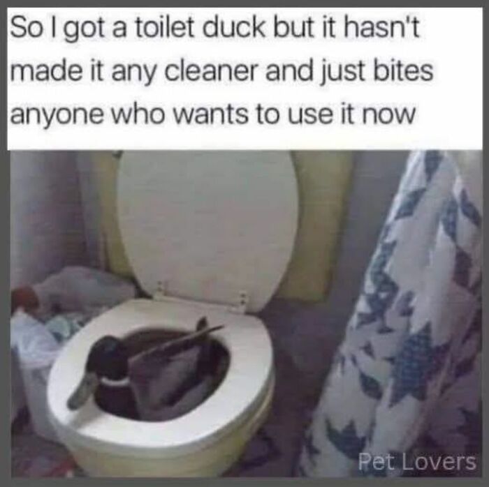 80 Adorable Animal Memes That Should Bring Some Sunshine To Your Day (New Pics)