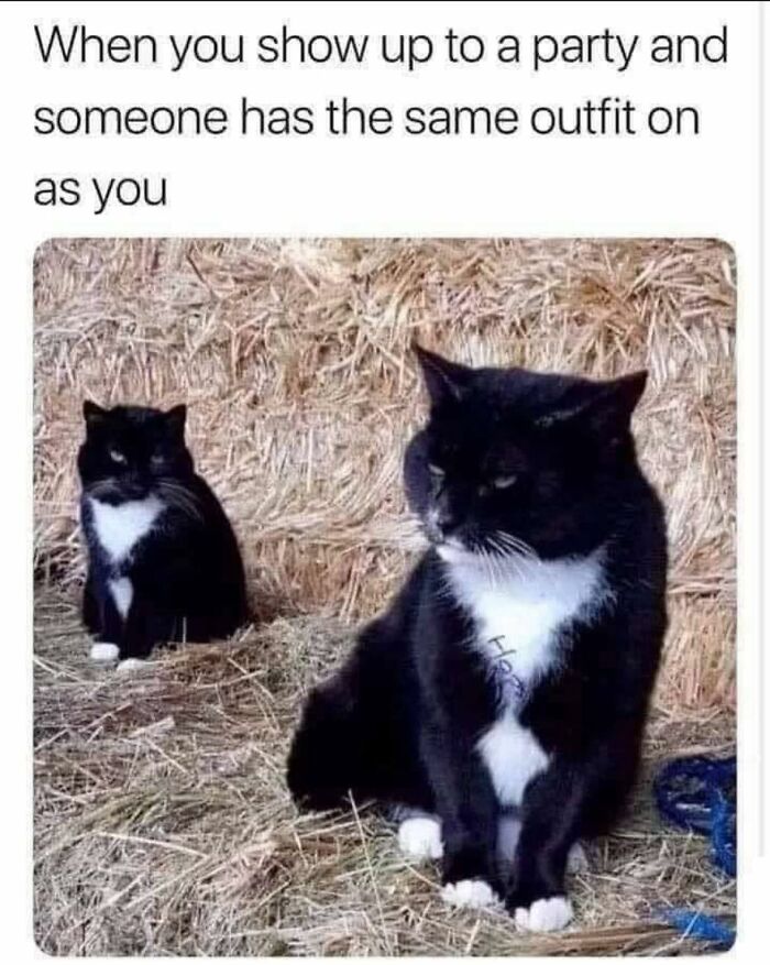 80 Adorable Animal Memes That Should Bring Some Sunshine To Your Day (New Pics)