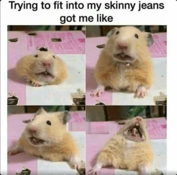 80 Adorable Animal Memes That Should Bring Some Sunshine To Your Day (New Pics)