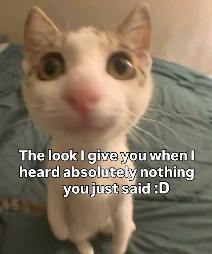 80 Adorable Animal Memes That Should Bring Some Sunshine To Your Day (New Pics)