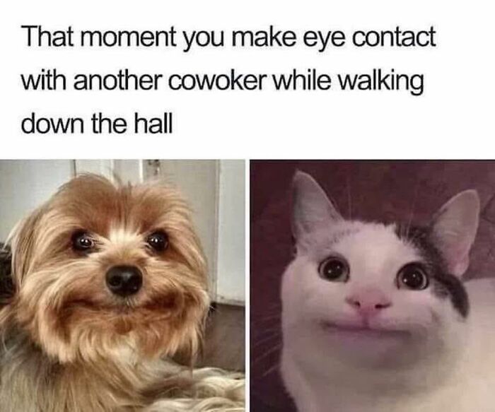 80 Adorable Animal Memes That Should Bring Some Sunshine To Your Day (New Pics)