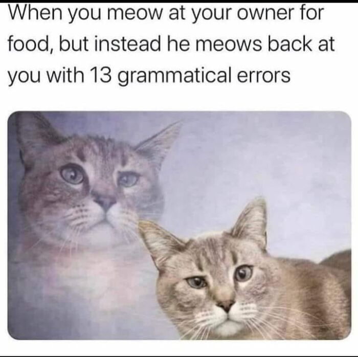 80 Adorable Animal Memes That Should Bring Some Sunshine To Your Day (New Pics)