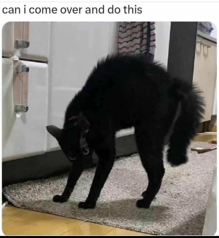 80 Adorable Animal Memes That Should Bring Some Sunshine To Your Day (New Pics)