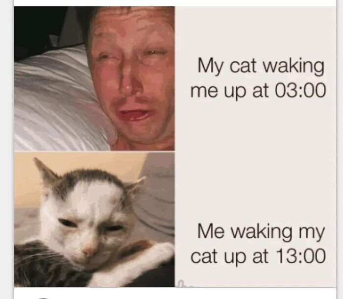 80 Adorable Animal Memes That Should Bring Some Sunshine To Your Day (New Pics)