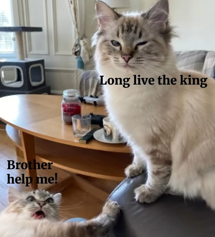80 Adorable Animal Memes That Should Bring Some Sunshine To Your Day (New Pics)