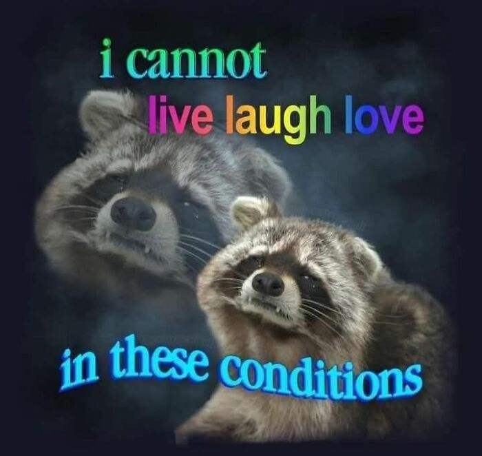 80 Adorable Animal Memes That Should Bring Some Sunshine To Your Day (New Pics)