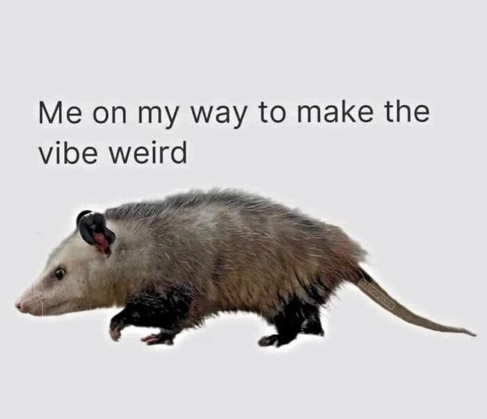 80 Adorable Animal Memes That Should Bring Some Sunshine To Your Day (New Pics)