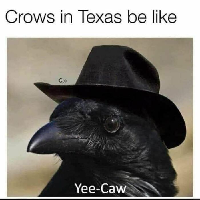 80 Adorable Animal Memes That Should Bring Some Sunshine To Your Day (New Pics)