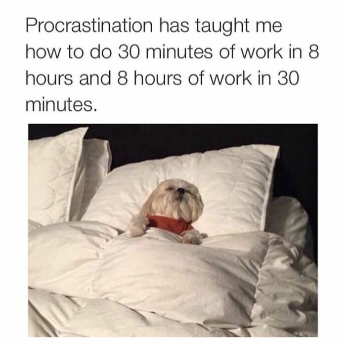 80 Adorable Animal Memes That Should Bring Some Sunshine To Your Day (New Pics)