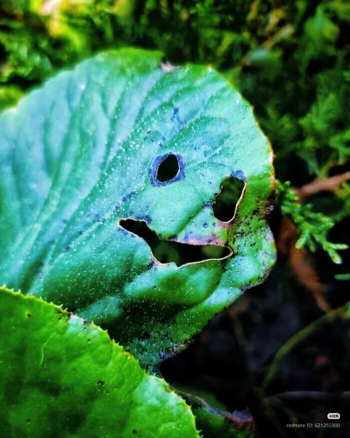 50 Funny Pareidolia Pics That Prove Even Random Objects Have Personality