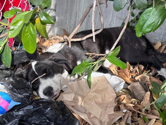 Injured Pup Left For Dead Gets New Lease On Life After Person Spots Her Sprawled Across Trash Pile