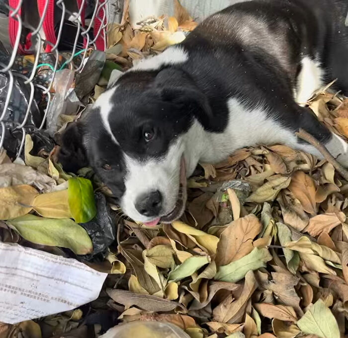Injured Pup Left For Dead Gets New Lease On Life After Person Spots Her Sprawled Across Trash Pile