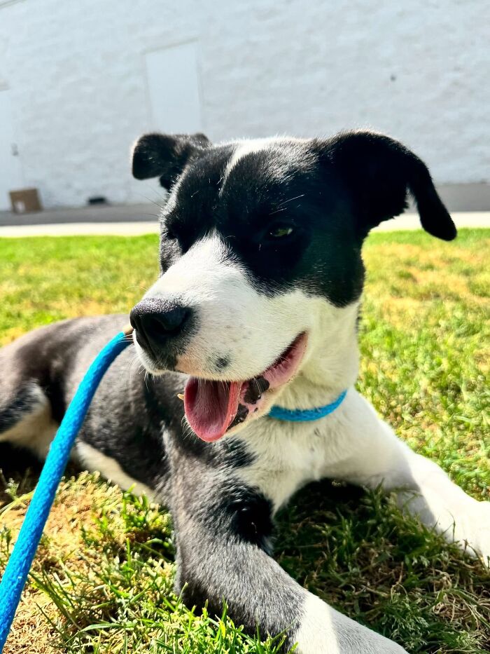 Injured Pup Left For Dead Gets New Lease On Life After Person Spots Her Sprawled Across Trash Pile