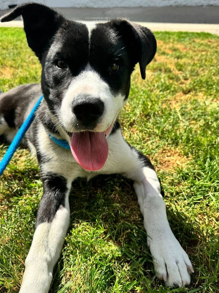 Injured Pup Left For Dead Gets New Lease On Life After Person Spots Her Sprawled Across Trash Pile
