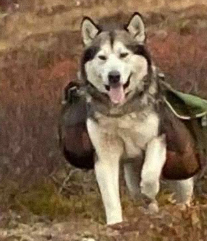 &#8220;Lone Hiking Is Such A Bad Idea&#8221;: 29YO Vanishes On Dream Hiking Trip, Police Find Belongings, Dog