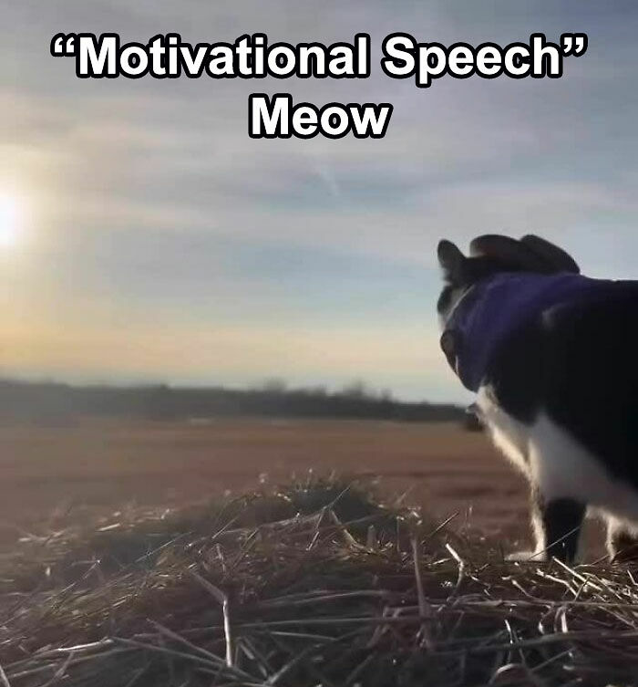 80 Of The Funniest Memes To Make Your Day Better